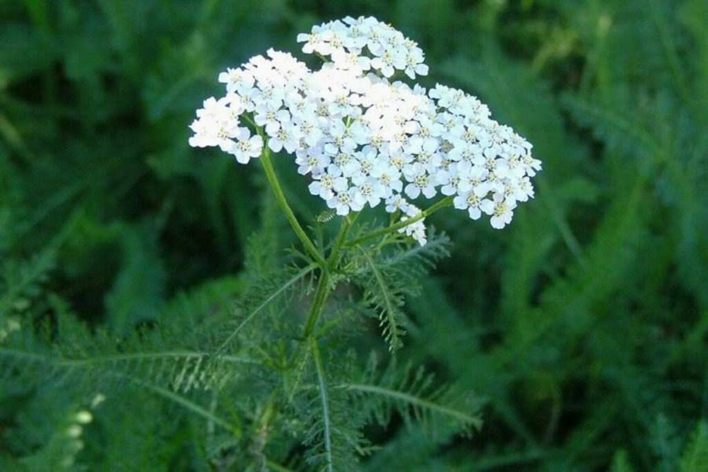 Benefits of Yarrow Flower Supplements